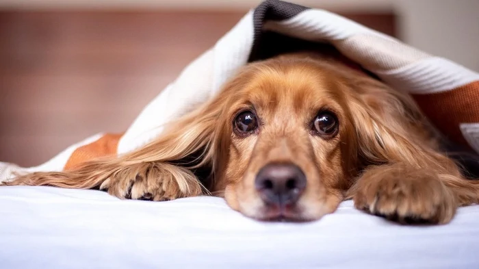 Τι δεν πρέπει ποτέ να τρέφεται σε σκύλους: πολλοί άνθρωποι αγνοούν αυτή την απαγόρευση