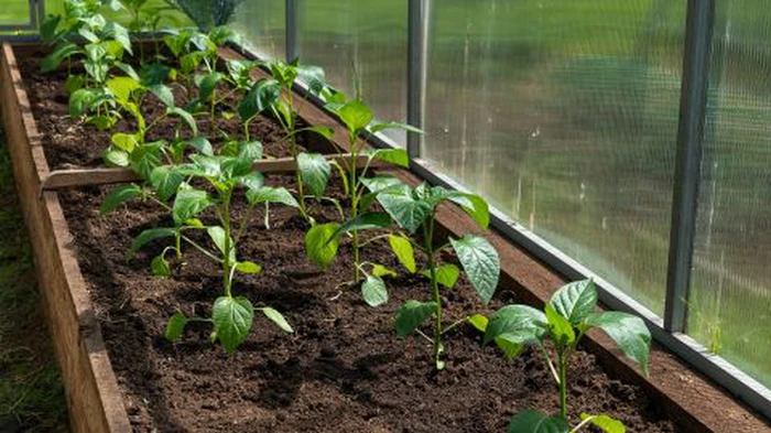 Ήρθε η ώρα να φυτέψετε πιπεριές: πώς να το κάνετε και ποιες ημερομηνίες είναι οι πιο επιτυχημένες